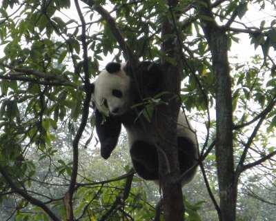 Information about Giant Panda Mei Sheng | Panda News