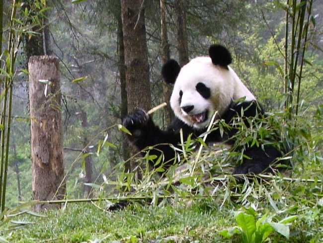 Information about Giant Panda Long Xin | Panda News