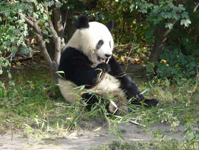 Information About Giant Panda Fu Long Panda News